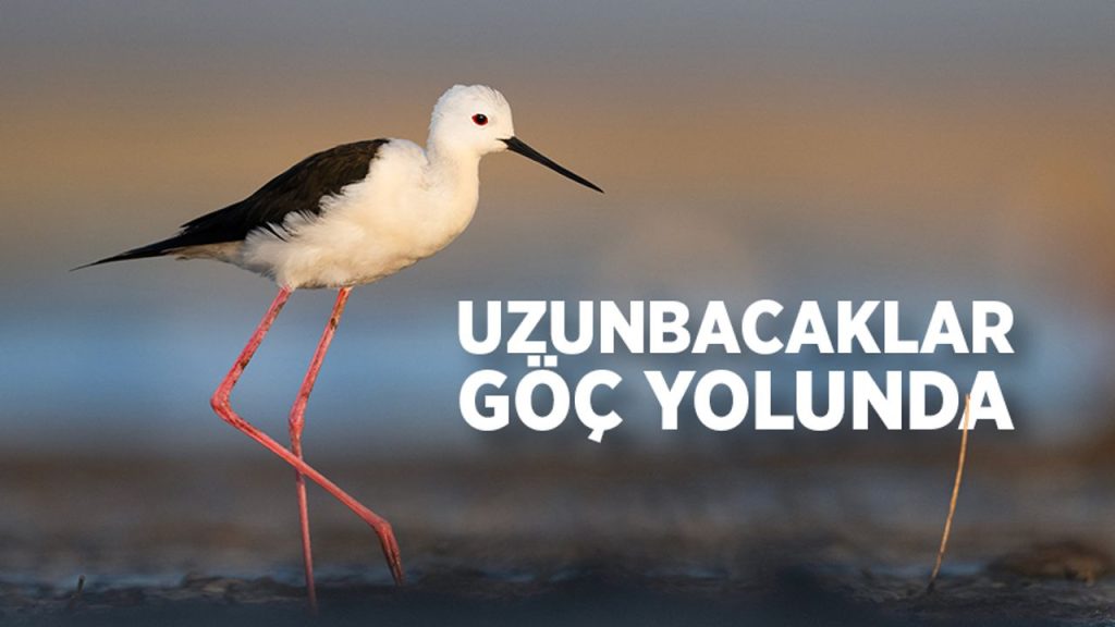Uzunbacaklar göç yolunda