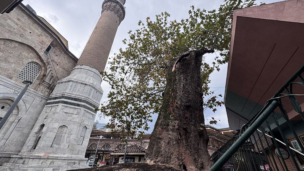 Bursa Ulu Camii'ndeki tarihi çınarın dalı kırıldı