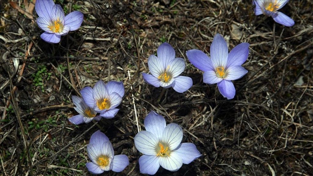 Yayladan dönüşün habercisi "vargit" çiçekleri Ilgaz Dağı'nı süsledi