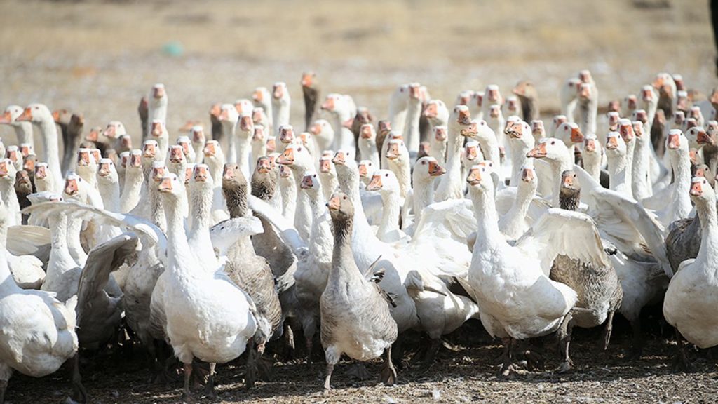 Kars'ta yılda yaklaşık 2,5 milyon kaz yetiştiriliyor