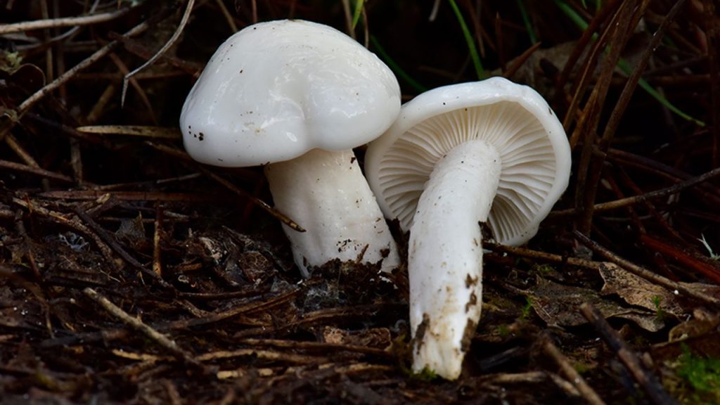 Nallıhan'da tespit edilen 120 tür mantar yapay zekayla sınıflandırılıyor