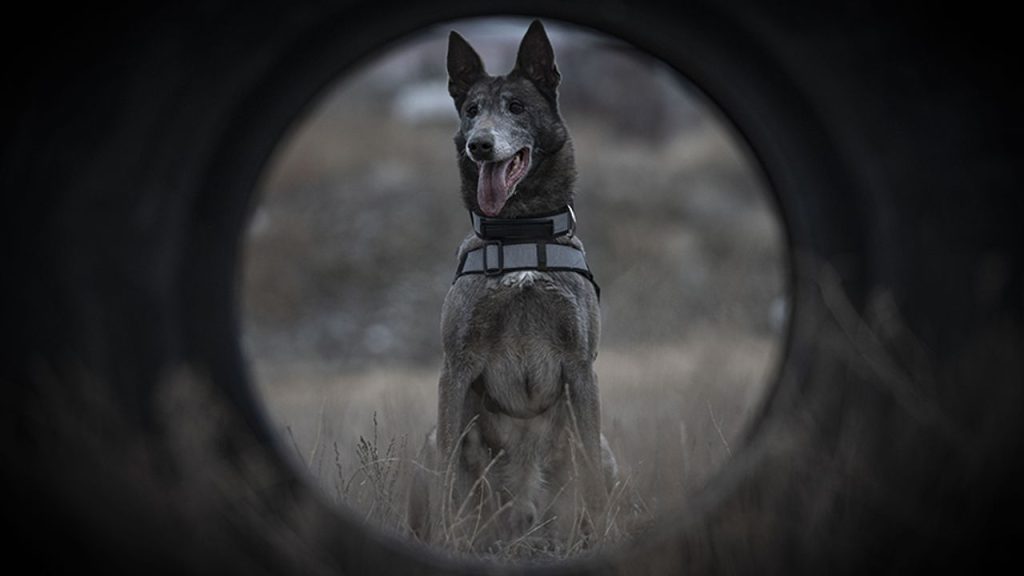 Türkiye'nin sayılı kadavra köpeklerinden Melo