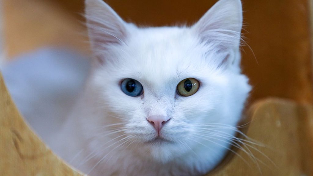 Koruma altındaki Van kedileri