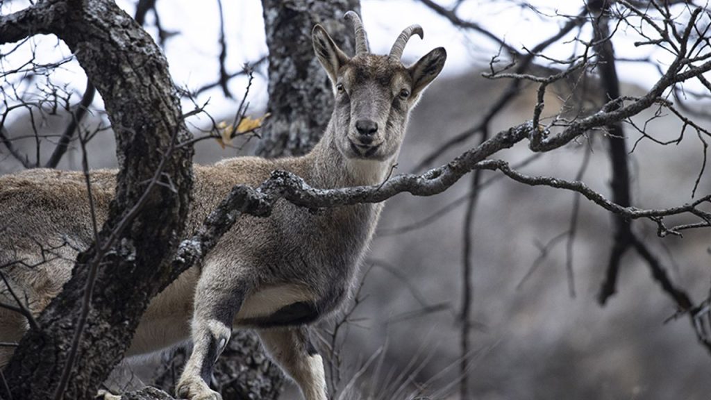 Yaban keçileri Munzur Vadisi'ne indi