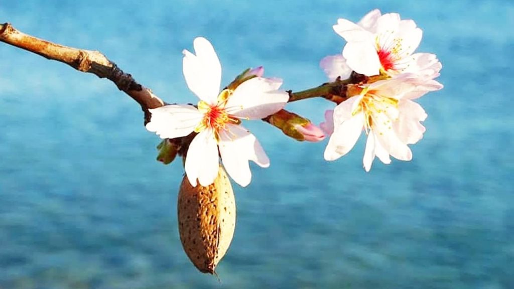 Datça'da badem ağaçları çiçek açtı