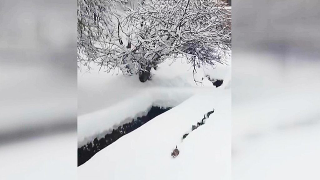 İmamın kedilere çağrısı