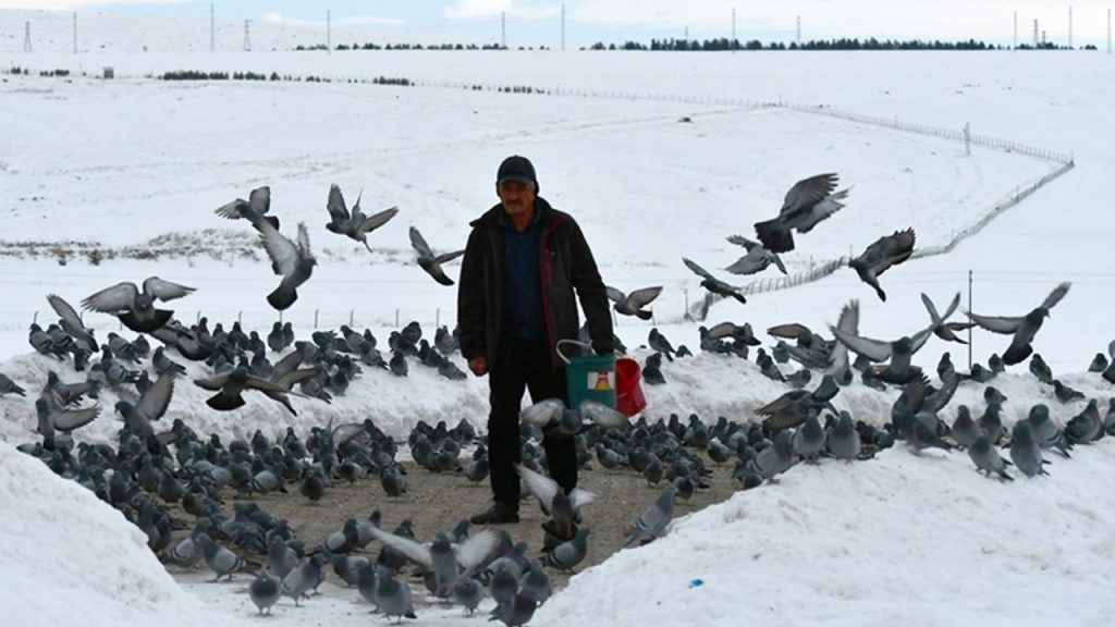 Yaban kuşlarına "sofra" kurmak için her sabah kar kürüyor