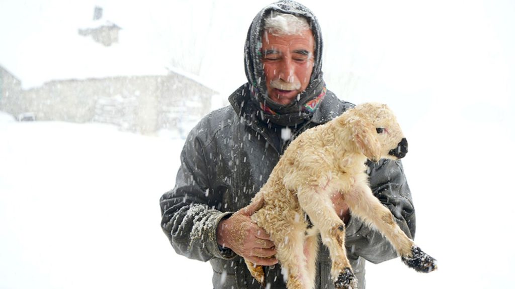 Muş'ta besicilerin zorlu mesaisi
