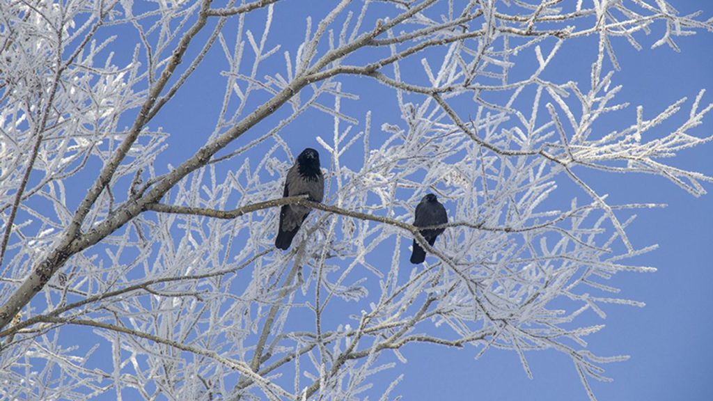 Dondurucu soğuklar yaşamı olumsuz etkiliyor